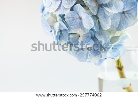 Light blue hydrangea flowers  in vase isolated on white