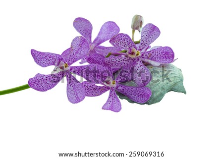 Pink mokara orchids and scallops shell (See Pectinidae)  isolated on white background