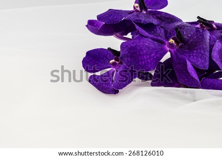 Purple orchid on white bride veil, isolated on white