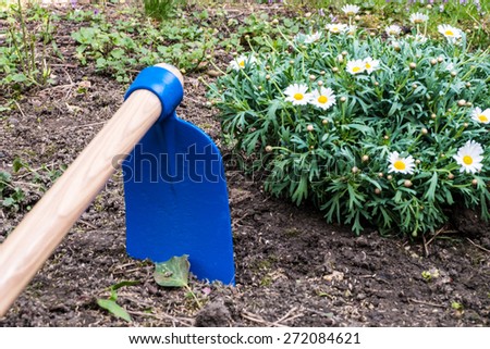 Hoe and margaret flower on soil