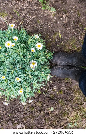 Margaret flower and boots on soil