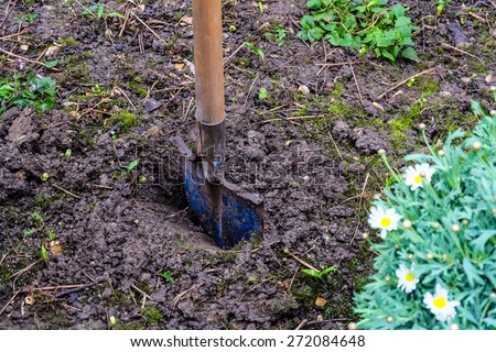 Margaret flower and shovel on soil