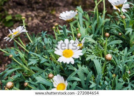 Margaret flower on soil