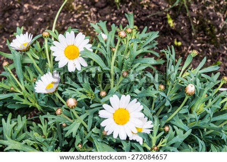 Margaret flower on soil