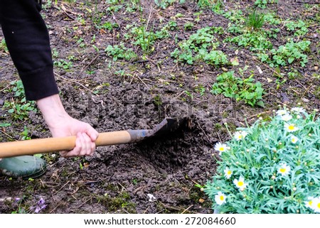 hand use shovel for planting margaret flower