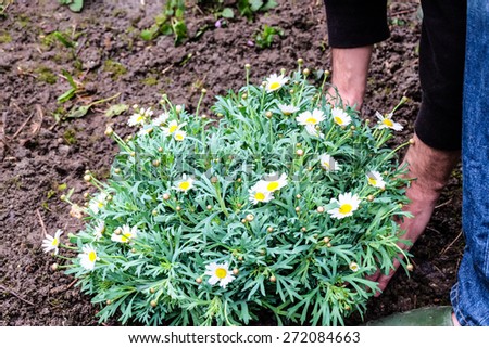 hand planting margaret flower