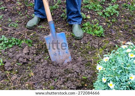 hand use shovel for planting margaret flower