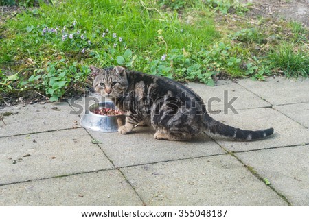 Cat eat food in the garden.