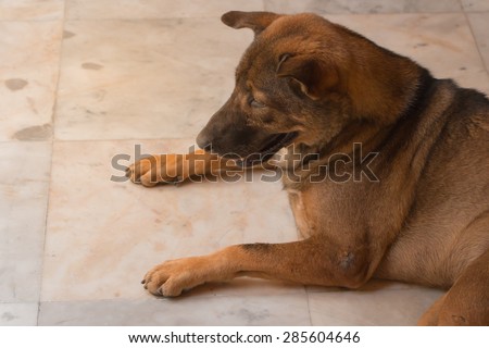 Homeless Thai brown dog sleep on the floor