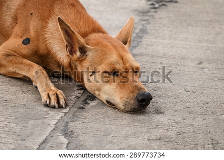 Brown homeless Thai dog sleep on the side street