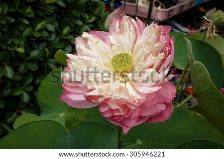 Blossom lotus flower , lotus seed and lotus leaf with sunlight