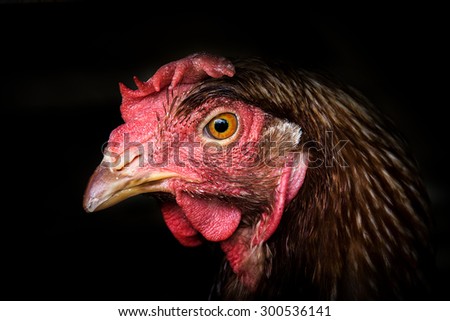Simple Rooster Head, Isolated with black Background