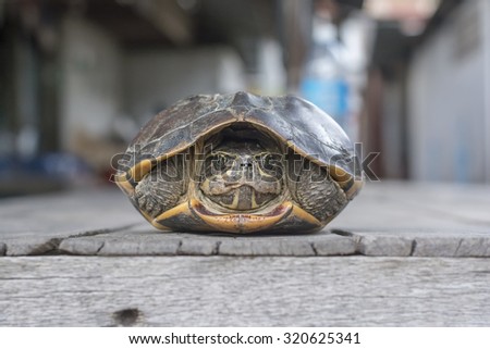 portrait turtle on floor old wooden, selective focus