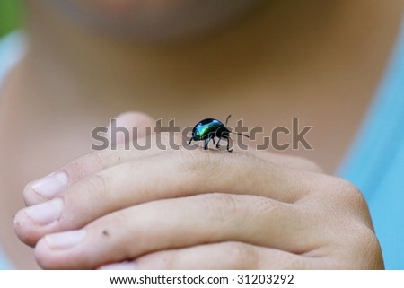 A small insect