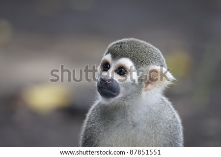 Squirrel monkey from French Guyana