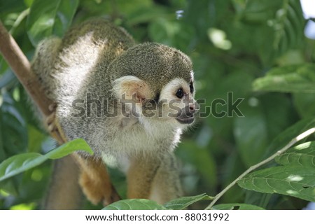 Squirrel monkey from French Guyana