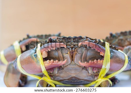 fresh  crab in seafood market