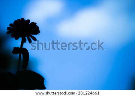silhouette flower with blue background