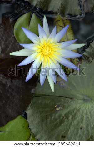 Blue lotus or blue water lily Nymphaea caerulea Nymphaeaceae originating in South Africa\
LOCAL: Sao Paulo - SP - Brazil\
DATE: 02/2015