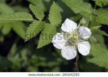 Roseleaf bramble Rubus rosifolius Rosaceae originating in Himalayas East Asia and Australia and very common in the South and Southeast of Brazil\
LOCAL: Sao Paulo - SP - Brazil\
DATE: 06/2015