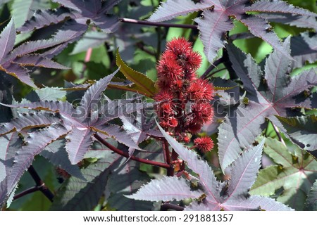 SAO PAULO, SP, BRAZIL -  MAY 03, 2015 - Castor oil plant, vegetal from where extracts the known laxative castor oil, used to produce biodiesel