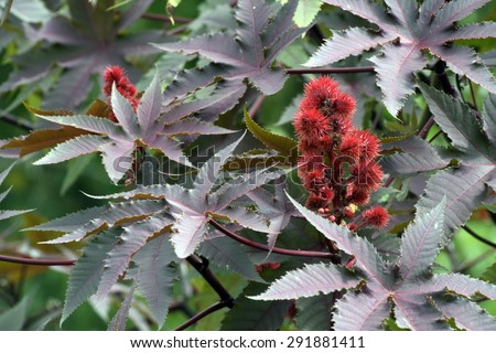 SAO PAULO, SP, BRAZIL -  MAY 03, 2015 - Castor oil plant, vegetal from where extracts the known laxative castor oil, used to produce biodiesel