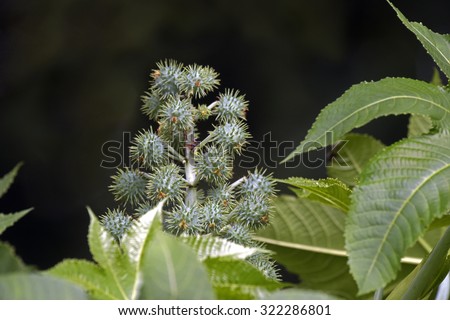 SAO PAUL0, SP, BRAZIL -  MAY 3, 2015 - Castor oil plant, vegetal from where extracts the known laxative castor oil, used to produce biodiesel