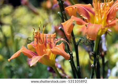 Orange day-lily or tiger lily, Hemerocallis fulva, flower of the  Hemerocallidaceae family, originating in Asia - Sao Paulo, SP, Brazil - December 03, 2016
