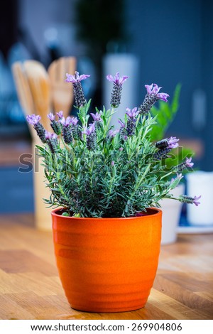 Lavender on the wooden kitchen table