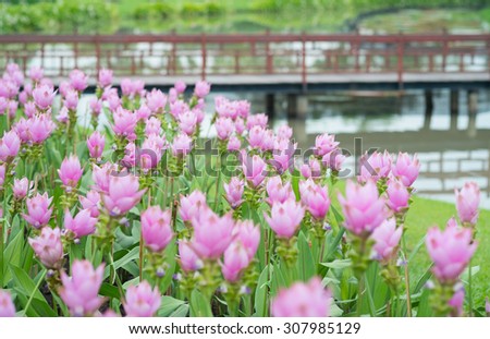 Field of Siam Tulips in the morning