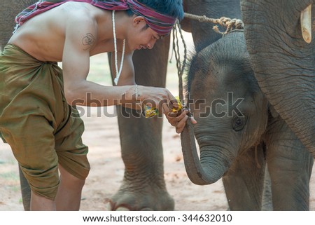 Man feeding elephant in the jungle, Thailand