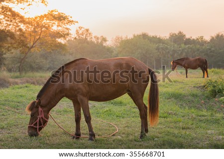 Sunset horses