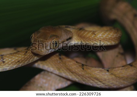 Brown Tree Snake portrait, Boiga irregularis, Lembeh Island, North Sulawesi, Indonesia, Pacific Ocean
