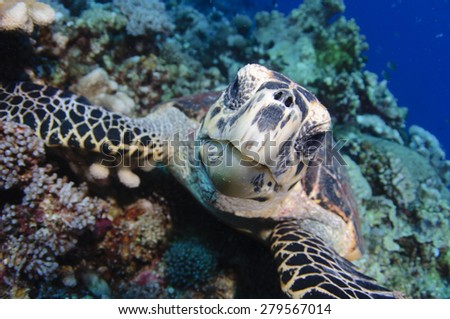 A hawksbill turtle, Eretmochelys imbricata, watches the photographer closely, Layang Layang, South China Sea atoll, Sabah Province, Borneo Island, Malaysia, Pacific Ocean