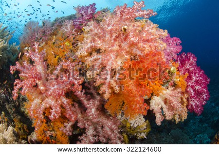 A variety of colourful soft corals, Dendronephthya sp., cover a large coral head with schools of tropical fish swirling above, Misool  region, Raja Ampat, West Papua province, Indonesia, Pacific Ocean