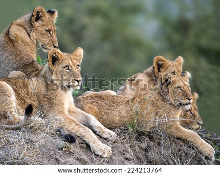 five young lions