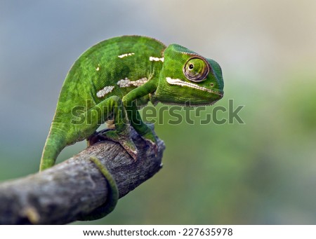 chameleon on stick chameleon on stick