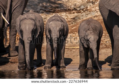 three baby elephants at the waterhole