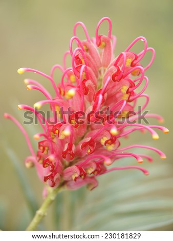 exotic desert flower