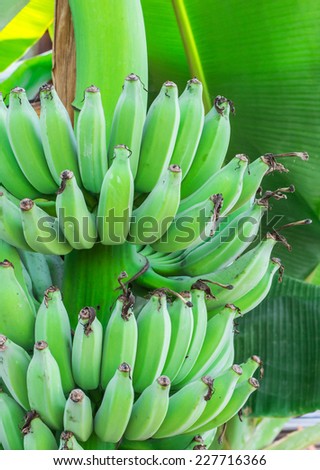 Unripe bananas in the jungle close up