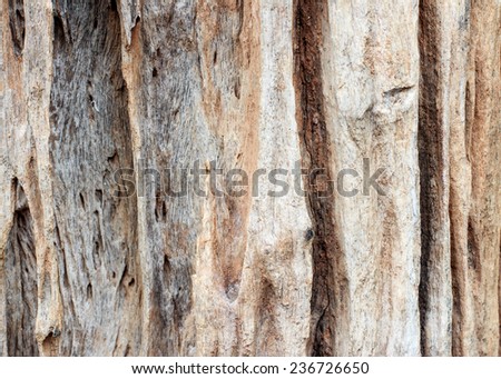 tree background Wall tree texture,old tree bark texture,Texture of tree background and Wall of tree texture