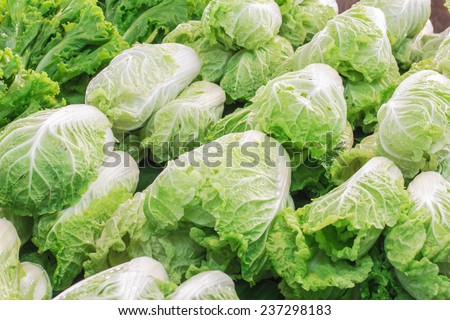Chinese lettuce on market