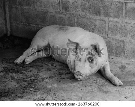 Young pigs on the farm, School of pig,black and white