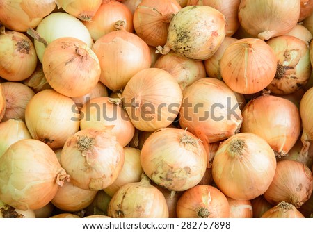 grunge Yellow onions crop. Close up,background textuer