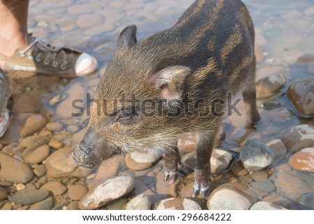 Wild boar in river. Boar in dirt.young Wild boar in river