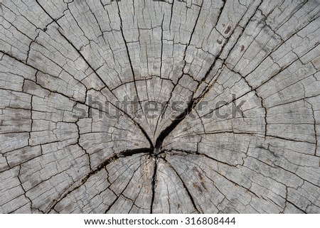 A close up view of an weathered old driftwood stump that shows the radial pattern of tree rings punctuated by a series of cracks spreading from the center,old tree background texture