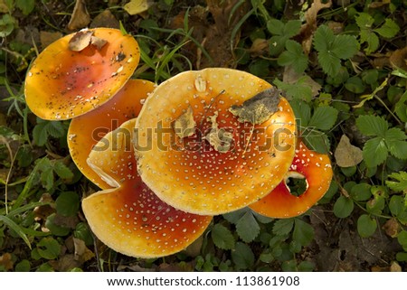 group of red fly agaric mushrooms in the forest, top view of the caps