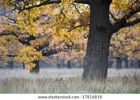 beautiful autumn landscape with an oak in the foreground