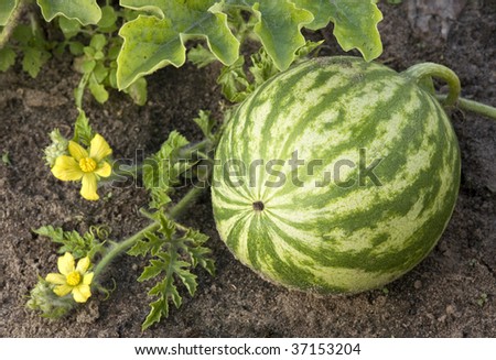 watermelon plant leaves. stock photo : watermelon