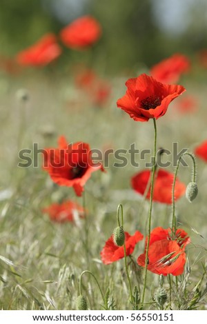 red poppies and  green oat plant on the field